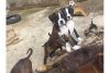 4 Adorable Male/female Boxer Pups 10week Old