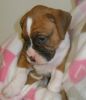 Akc Male And Female Boxer Puppies For Sale