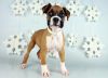 boxer puppies for sale male and female