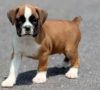 Boxer Puppies Ready now