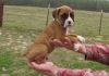 Akc Boxer Puppies Ready Now For Ever Home