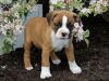 Beautiful Male Ckc Boxer Puppy With A Black Mask.