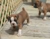 Cute Boxer Puppies for adoption