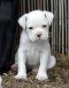 Trained boxer puppies for sale