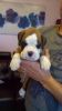 Comfortable Boxer puppies for sale