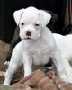 cute all white Boxer puppies