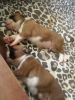 Beautiful Kc Registered Boxer Puppies