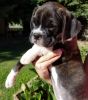 Boxre Puppy For Sale