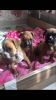 Boxer Pups for adoption.