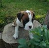 Boxer Puppies Ak C Reg From Show Lines.