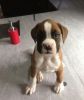 Beautiful Boxer puppies available now