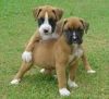 Stunning male and female Boxer Puppies for sale