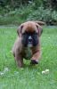 2 Tailed Boxer Puppies