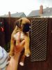 Akc Reg Pedigree Stunning Boxer Puppies Beautiful