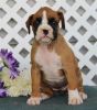 Hereditarily Pra Clear Mini Boxer Smooth Puppies