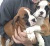 Fawn Chunky Boxer Puppies For Sale