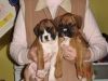 Akc Fawn Male And Female Boxer Puppies