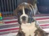 Quality Kc Registered Boxer Puppies