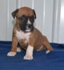 available male and female boxer puppies