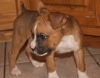 Boxer puppies for Re-Homing