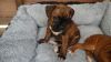boxer puppy for lovely homes