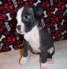 Top Class Smooth Boxer Puppies Available