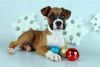 Healthy home raised Boxer puppies for sale