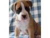 Beautiful boxer puppies available