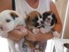 3 Fawn n Beautiful Pedigree Boxer Puppies