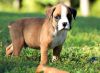 Excellent n Magnificent Boxer Puppies For Sale (xxx) xxx-xxx2