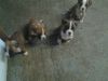 5 Beautiful Boxer Puppies