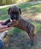 Pure Breed Boxer Puppies for sale now