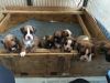 K.c Registered Boxer Pups For Sale