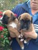 Stunning Boxer Puppies
