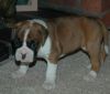 Boxer puppies Available