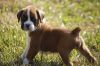 Two Pretty Boxer Puppies available