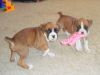 Boxer Puppies for Sale to a pet lover and loving home