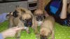 Boxer X Dogue De Bordeaux Puppies For Adoption