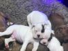 Registered Boxer Puppies for sale