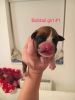 Beautiful Boxer Puppies Tails & Bobtails for sale