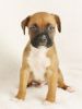 Quality Pedigree Boxer Pups Availlable For Sale