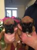 Kc Reg Bob Tail And Tailed Boxer Puppies For Sale