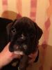 Cute male and female BOXER ready for stud now