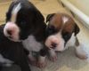 Bobtail Boxer Puppies - Kc Reg