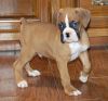 Awesome boxer puppies