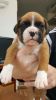Kc Registered Solid Red Boxer Puppies