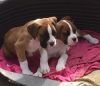 Registered Boxer Puppies