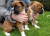 Boxer Puppies(804) xxx-xxxx)