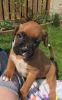 Attractive Males and females Boxer available now
