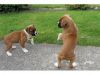 ds Boxer Puppies(xxx) xxx-xxx4